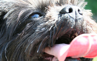 Illustration for article titled Shooting Challenge Pets Gallery 3